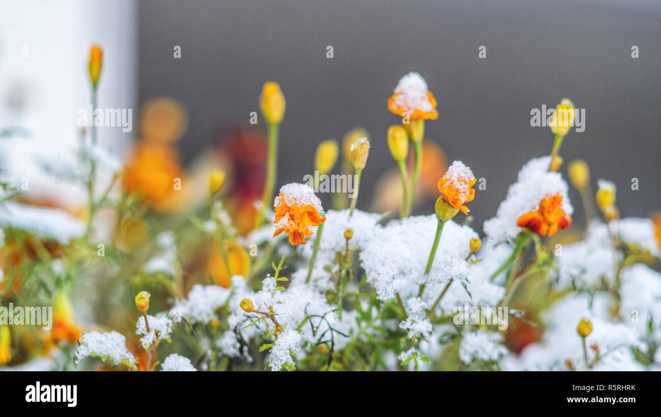 Calendula flowers under snow. The concept of early winter. Climate ...