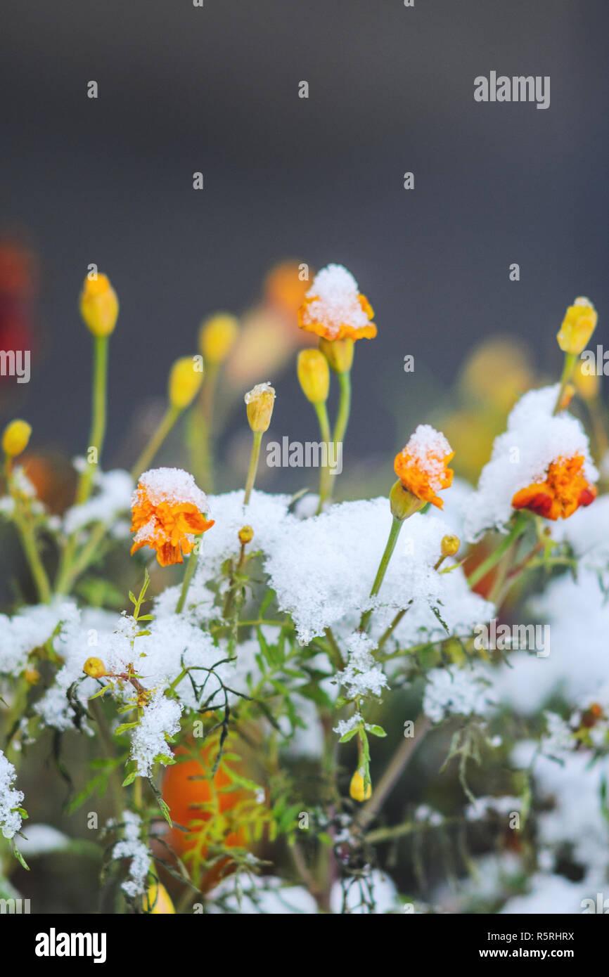 Calendula flowers under snow. The concept of early winter. Climate ...