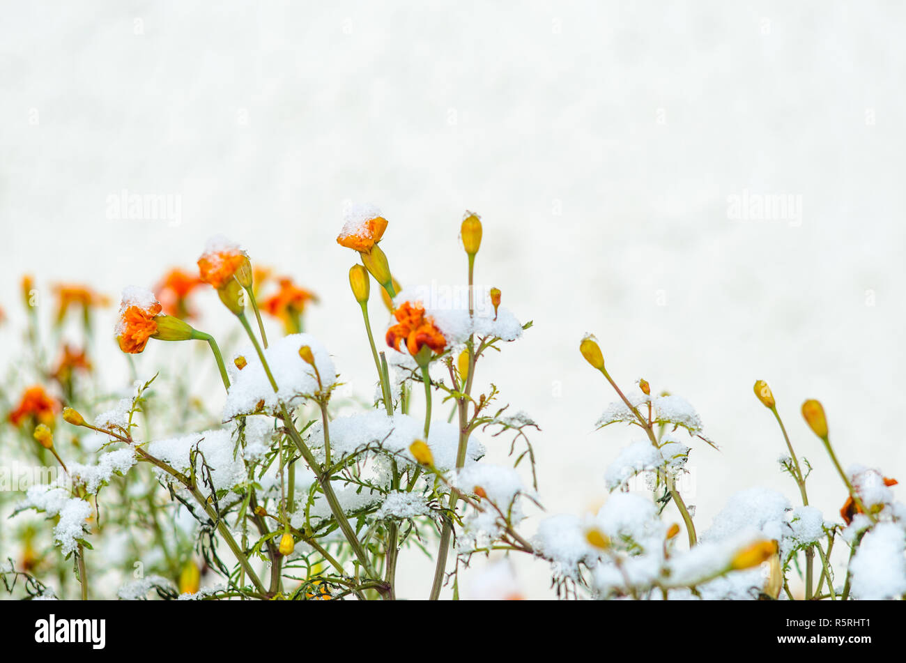 Calendula flowers under snow. The concept of early winter. Climate ...