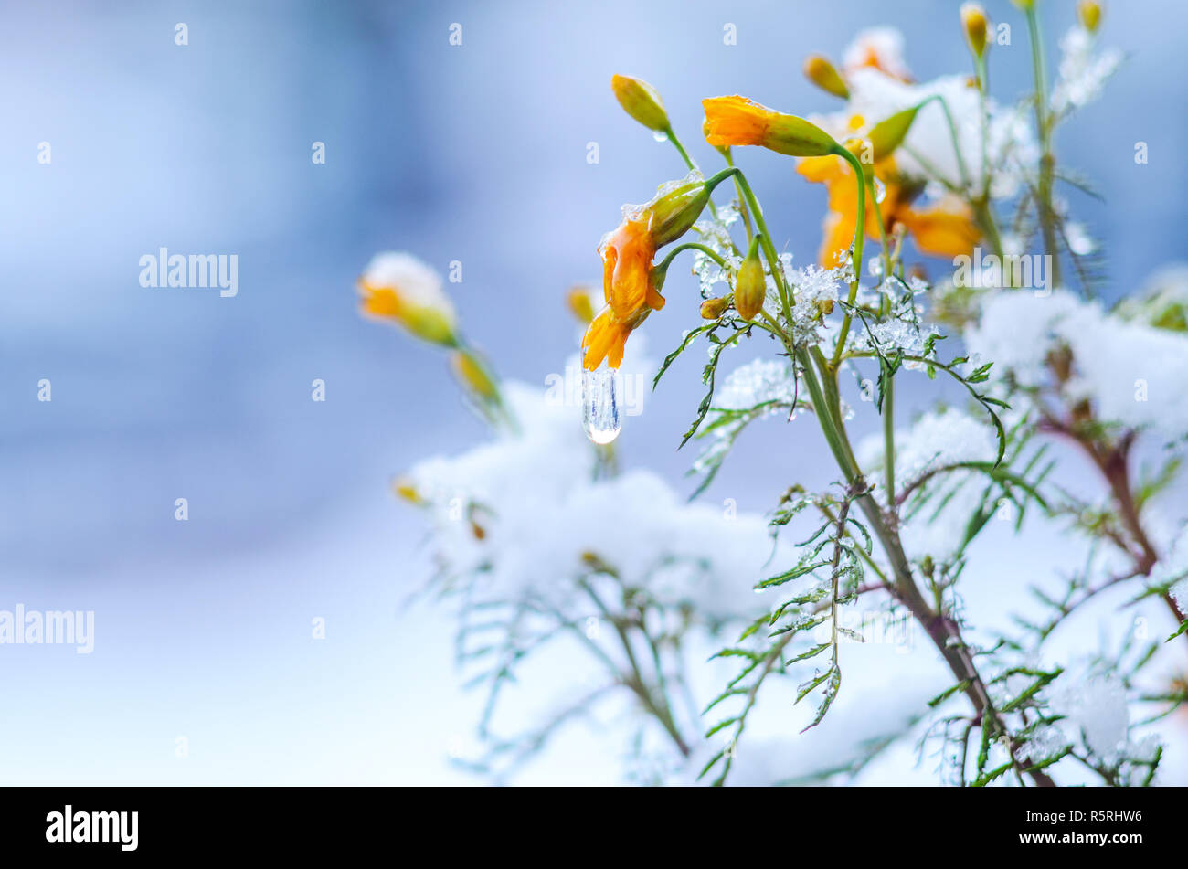 Calendula flowers under snow. The concept of early winter. Climate ...