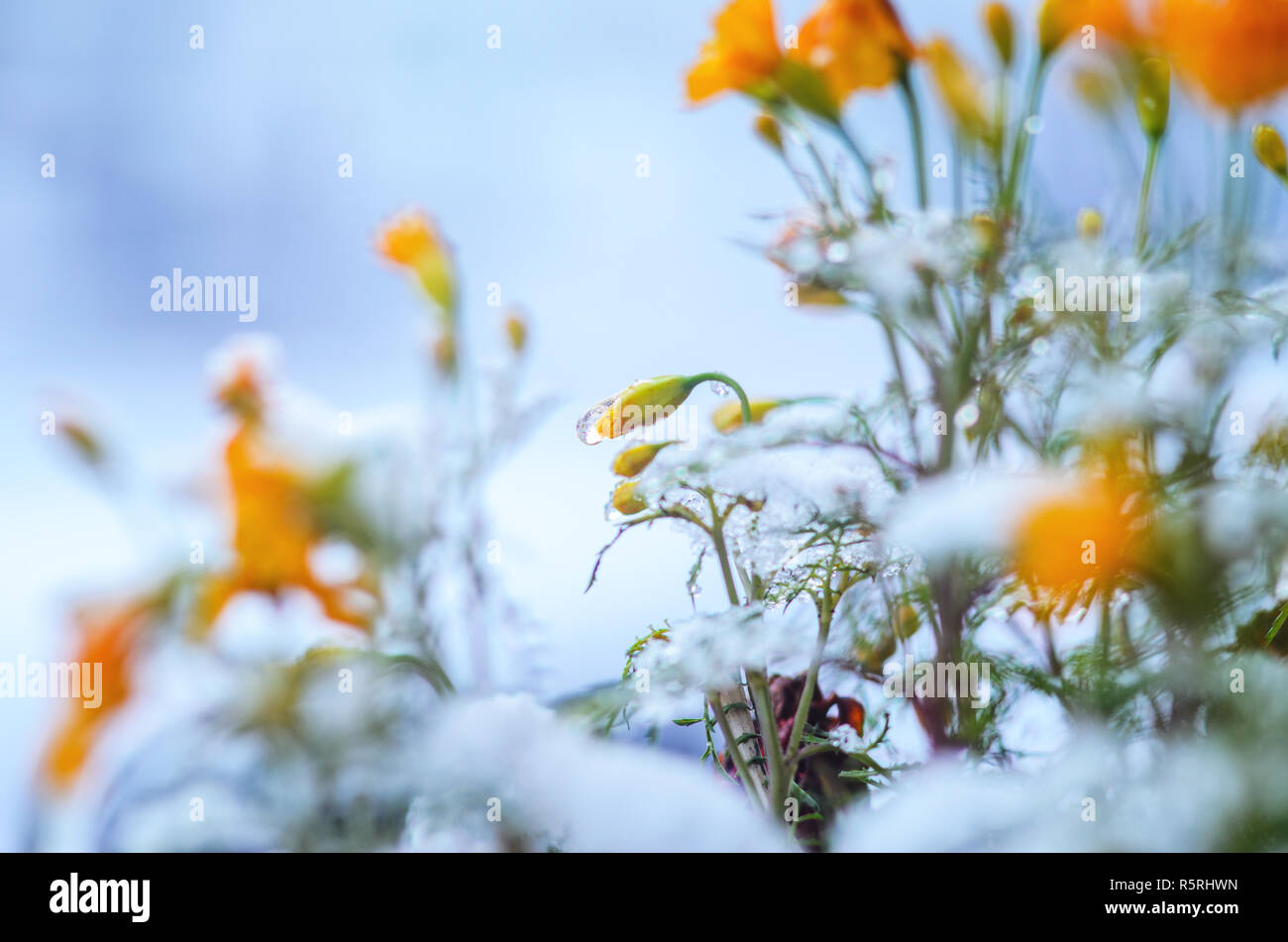 Calendula flowers under snow. The concept of early winter. Climate ...