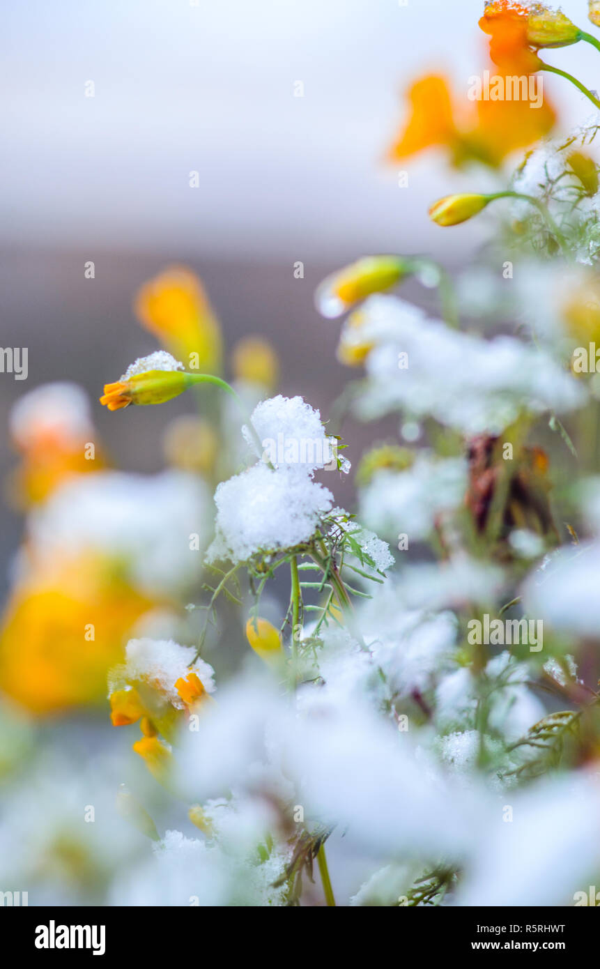 Calendula flowers under snow. The concept of early winter. Climate ...