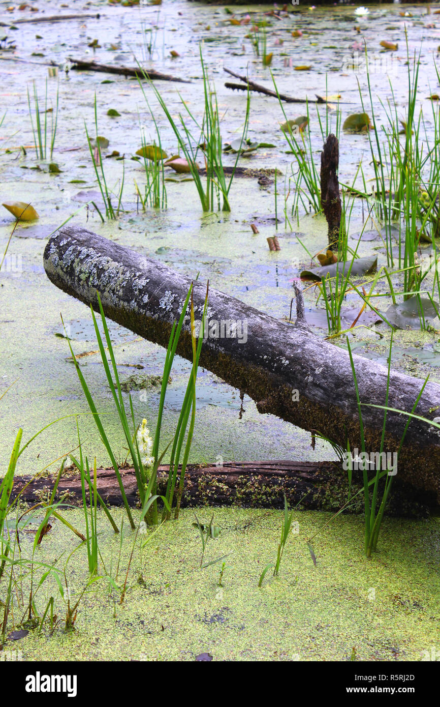 Swamp Log Stock Photo Alamy