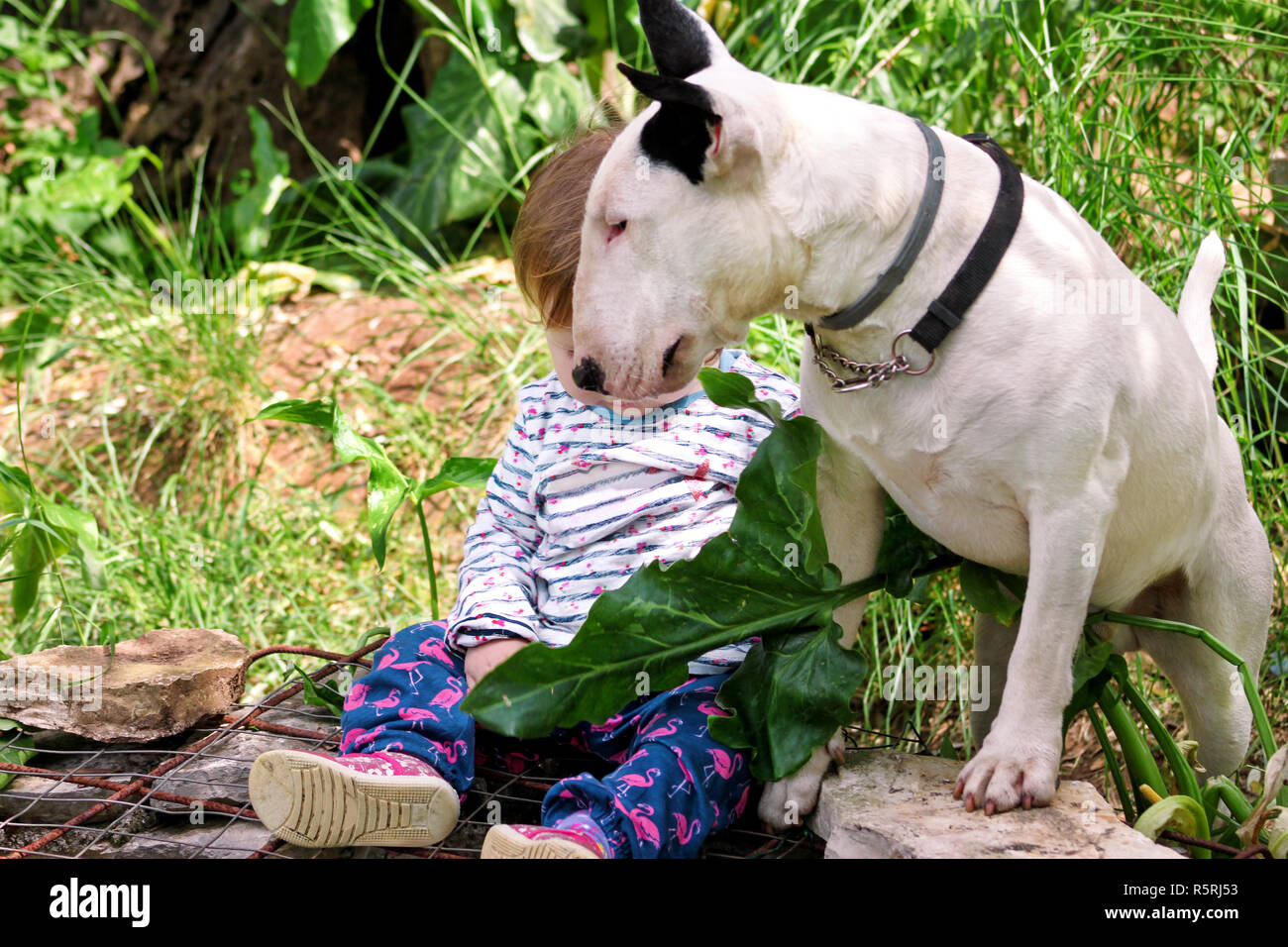 Happy cute female baby and dog is sitting in garden. Child is playing with  English Bull Terrier white dog outside in park. A little girl and his dog  Stock Photo - Alamy