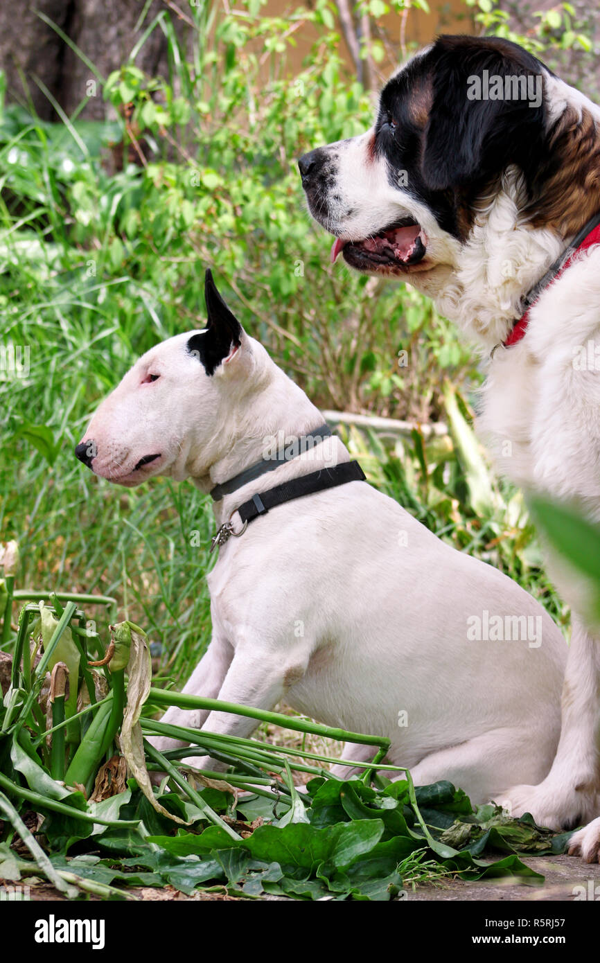 english bull terrier lego