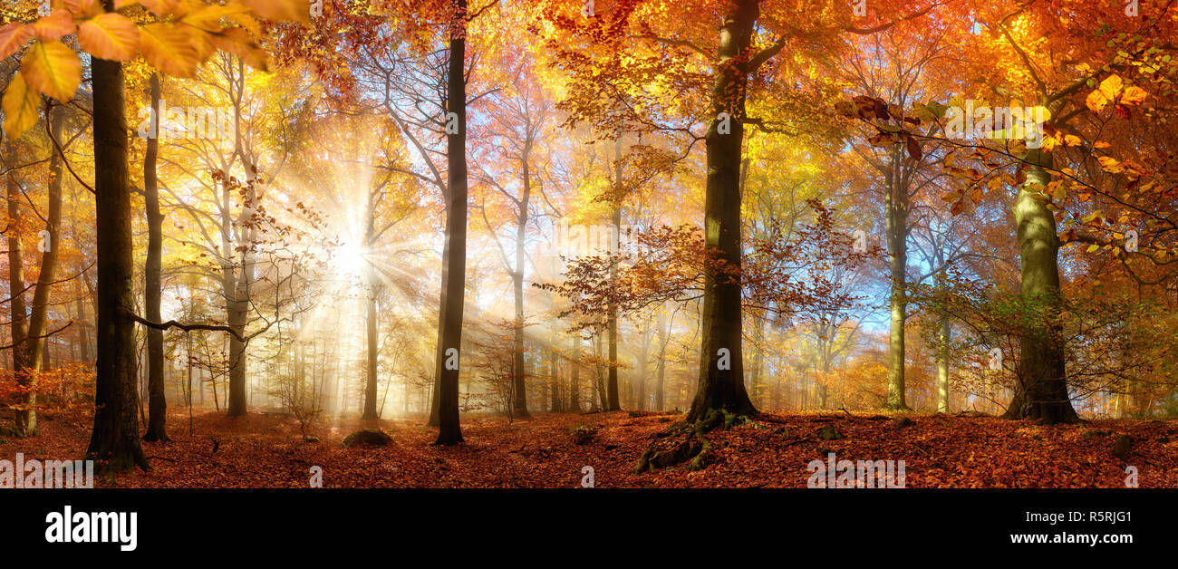 the sun shines through fog in a golden forest in autumn Stock Photo