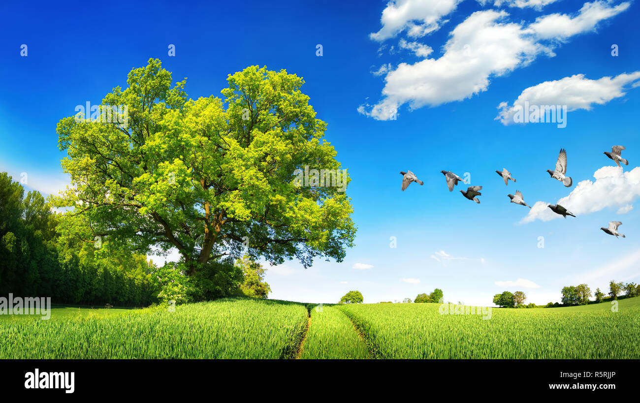 big oak on green field on a beautiful day Stock Photo