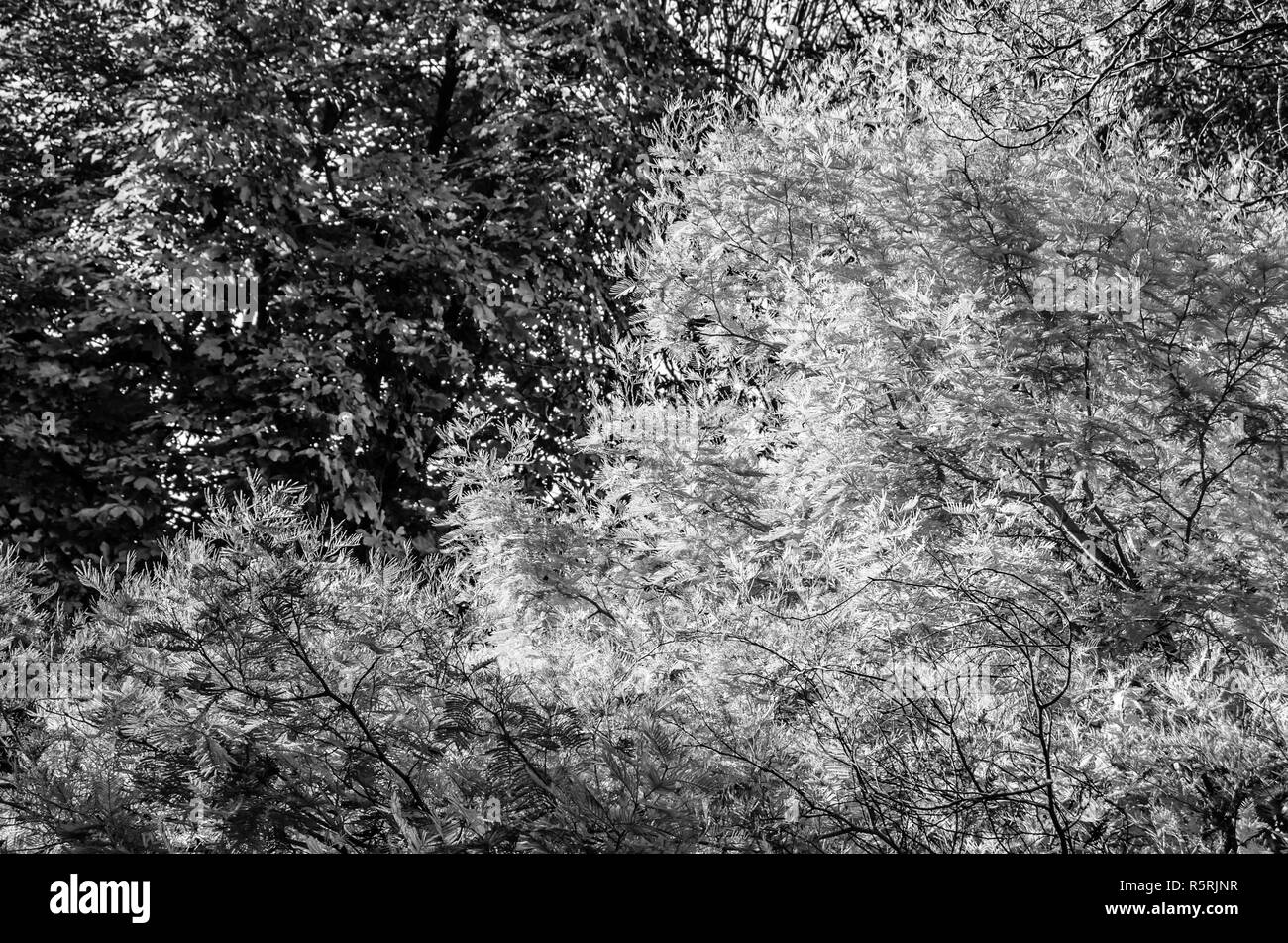 Black and white autumn background Stock Photo - Alamy
