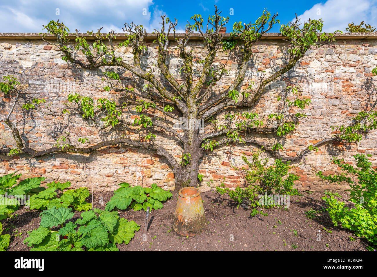 A beautiful example of a cordoned fruit tree against a red brick wall on an allotment in Somerset, England. Stock Photo