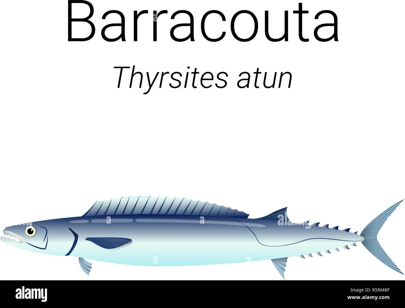 Barracouta - also known as the snoek is a tasty fish found in seas of Southern Hemisphere Stock Vector