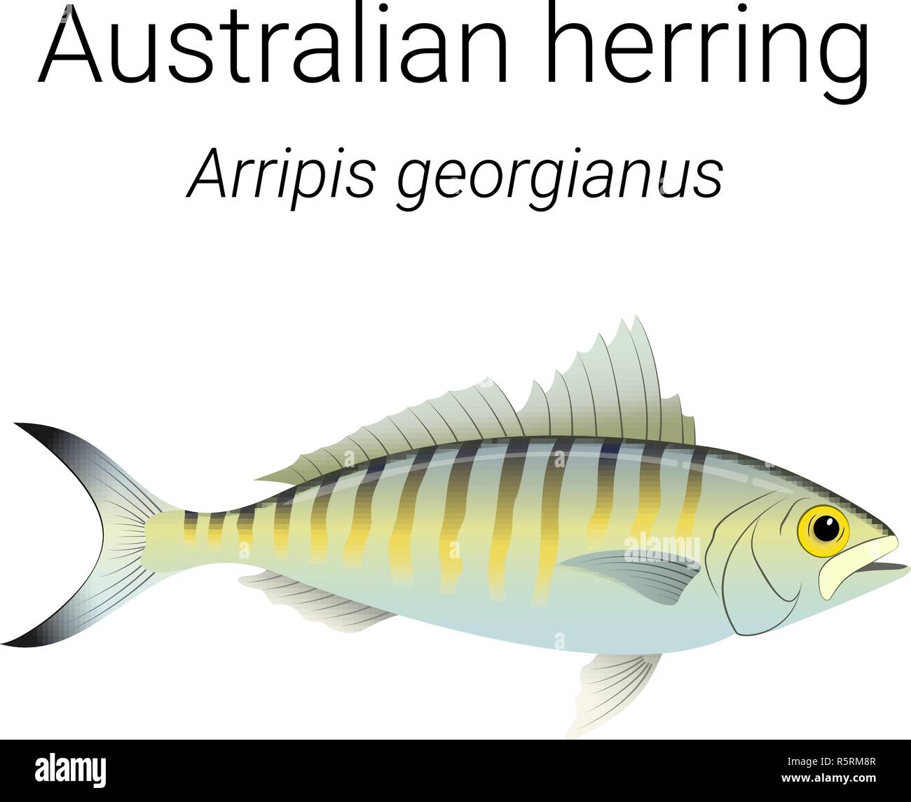 Australian herring also known as Tommy ruff - endemic Australian fish species found in the coastal waters of Southern Australia illustration Stock Vector