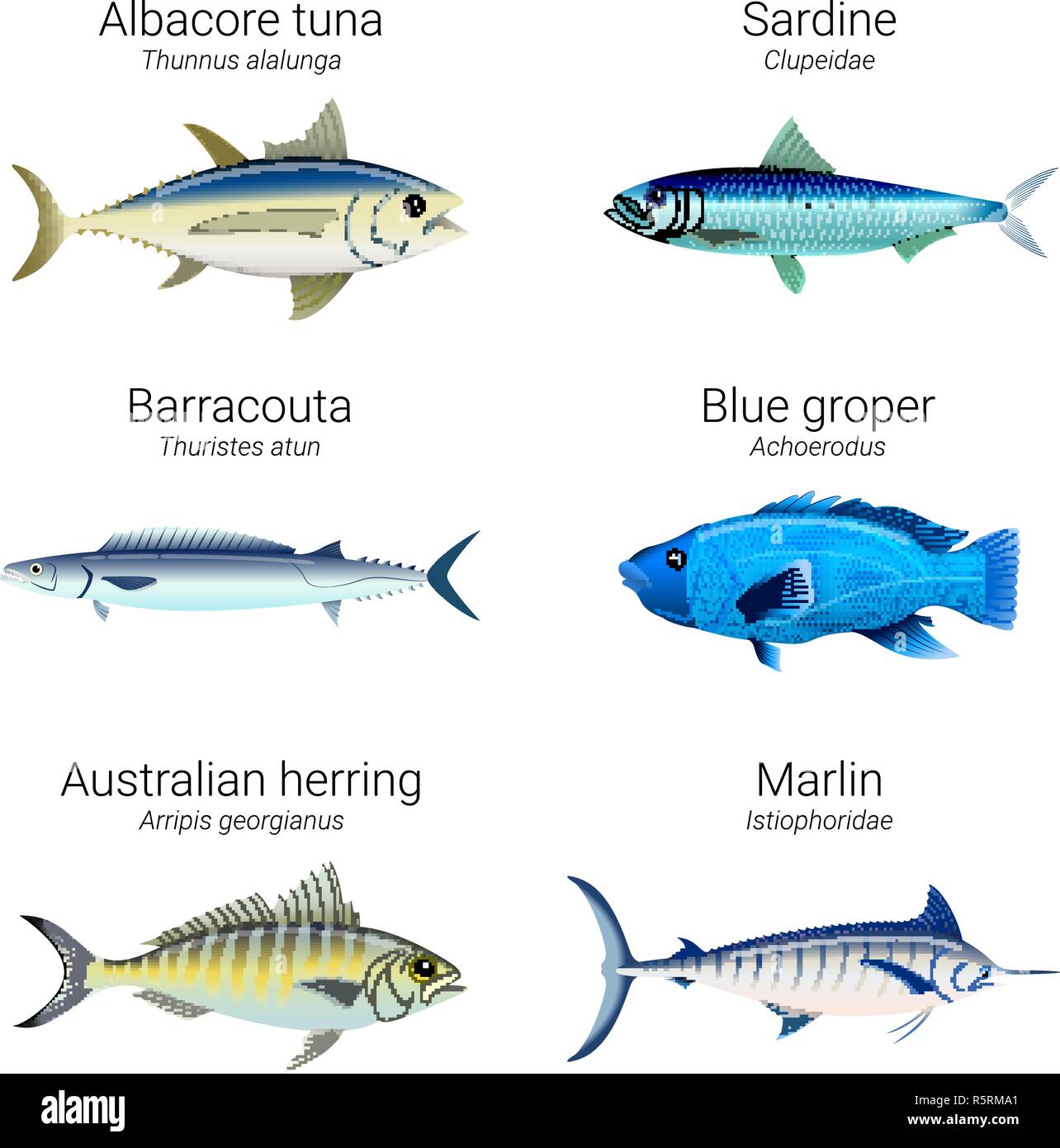 Set of fishes found in Australian coastline - Albacore tuna, sardine, barracouta, blue groper, Australian herring and marlin Stock Vector