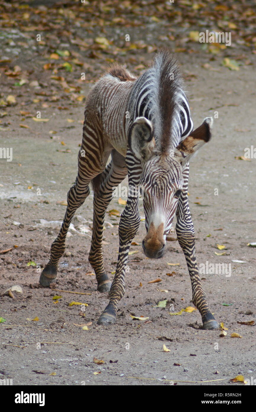 Zebra with wobbly legs clambers to feet in Israel