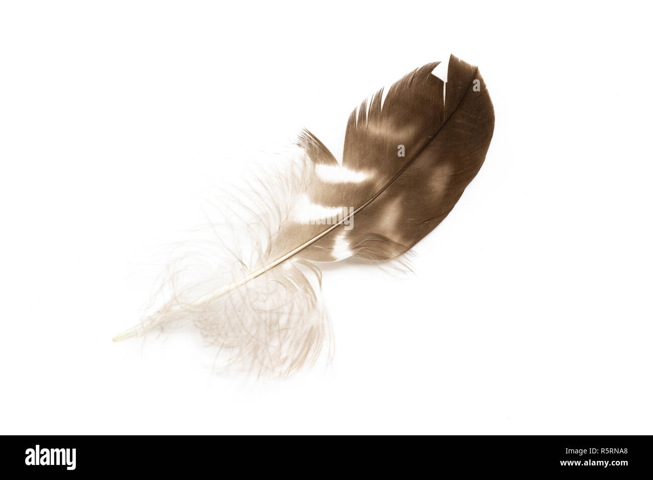 Common buzzard Buteo buteo feather top view isolated on white Stock