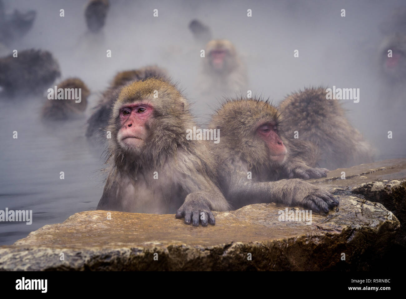 Monkeys enjoying the onsen at Jigokudani Monkey Park - Nagano Prefecture Stock Photo