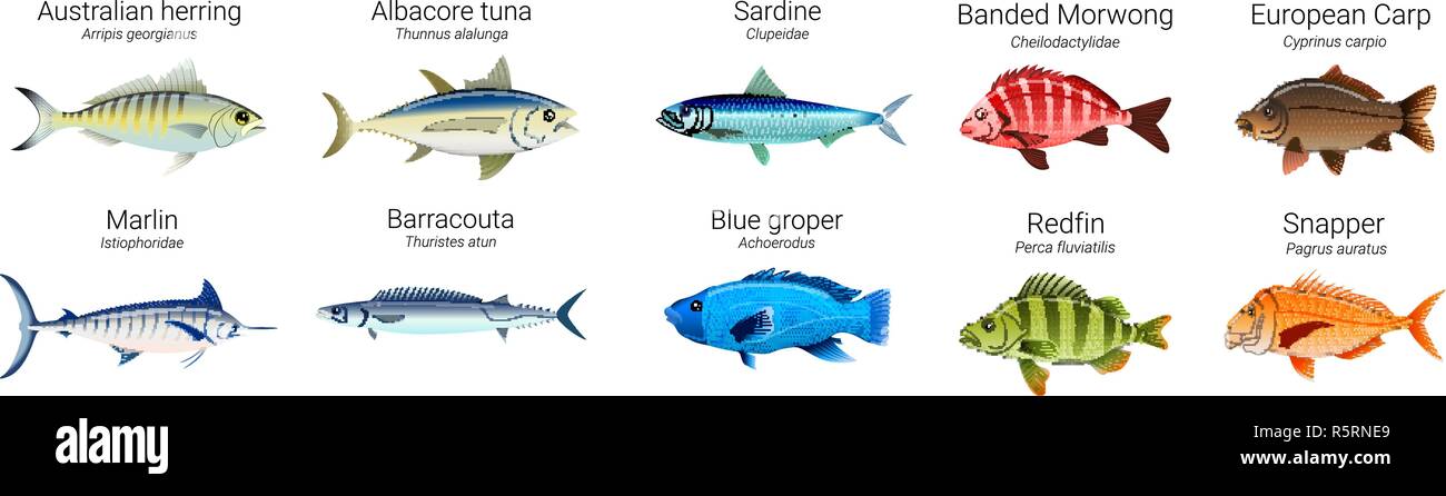 Set of Australian fish varieties illustration Stock Vector