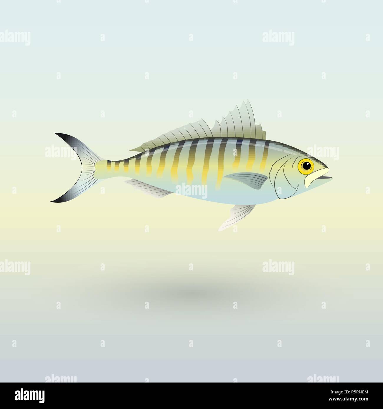 Australian Herring fish illustration Stock Vector Image & Art Alamy