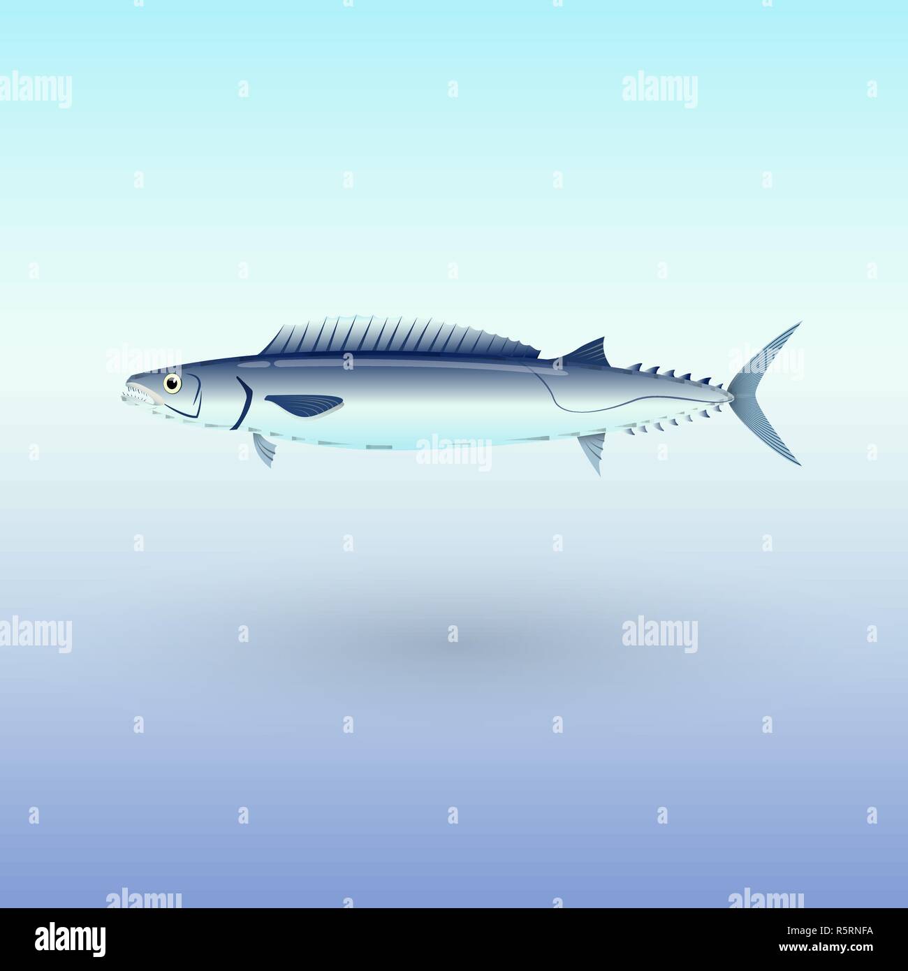 Barracouta fish illustration Stock Vector