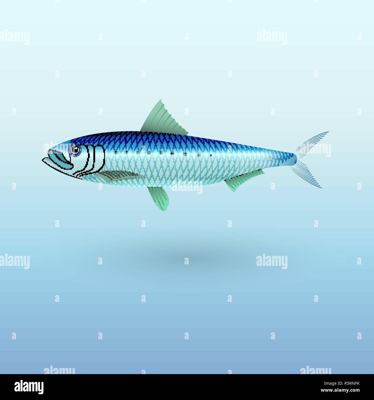 Sardine Pilchard fish illustration Stock Vector