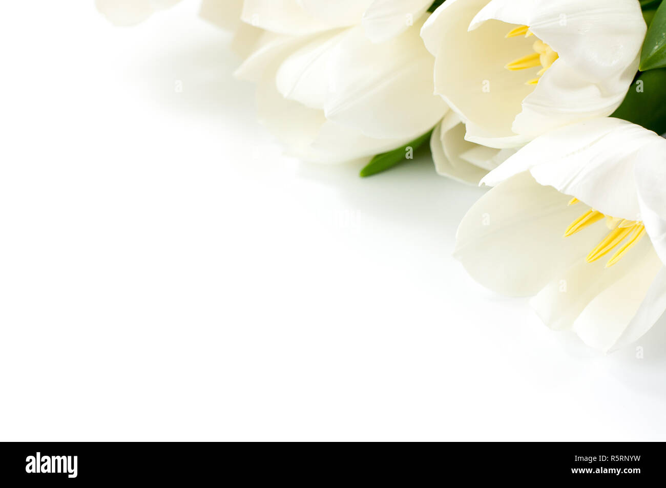Close up shot of white tulip on white background with copy space Stock Photo