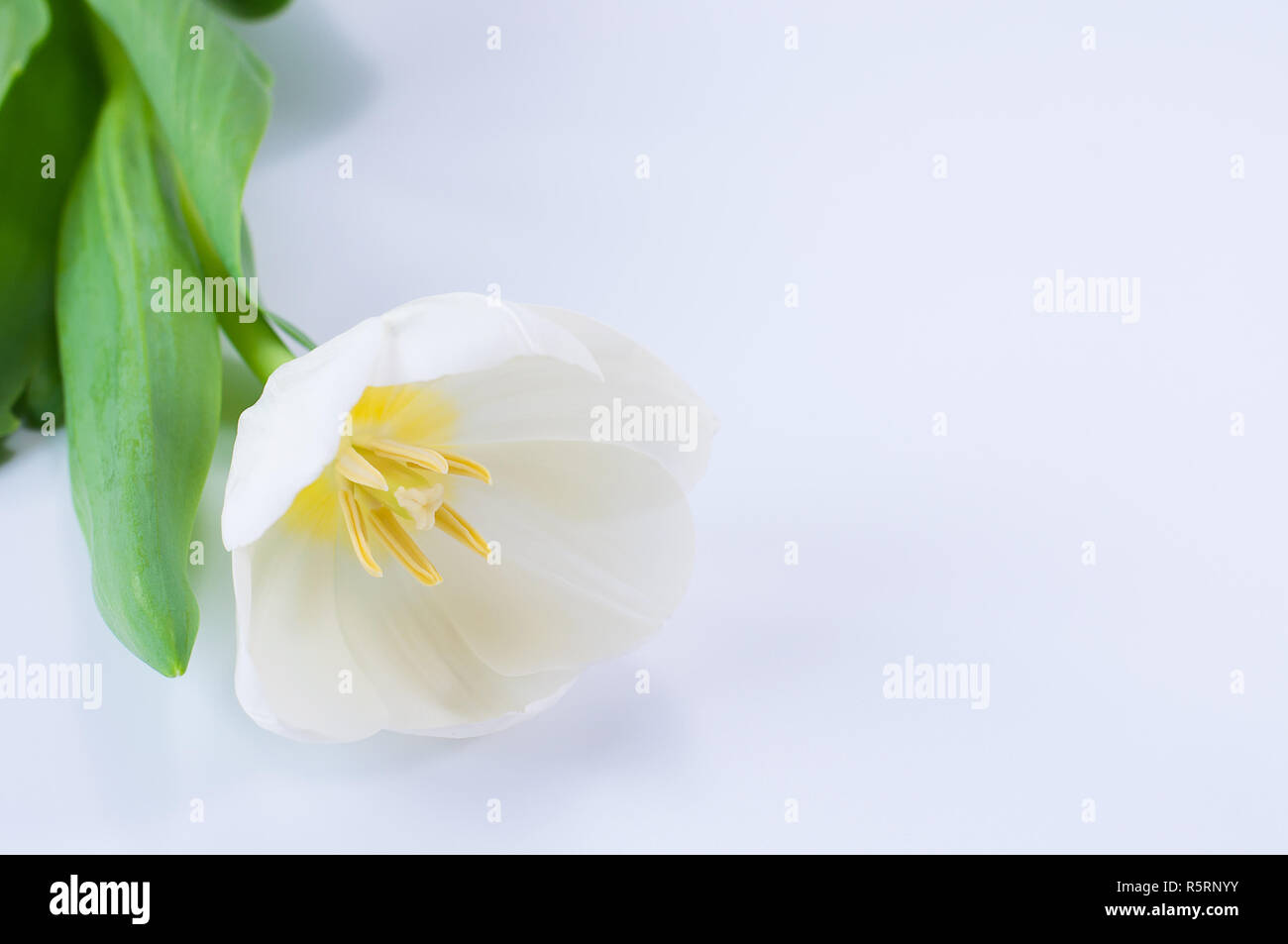 Close up shot of white tulip on white background with copy space Stock Photo