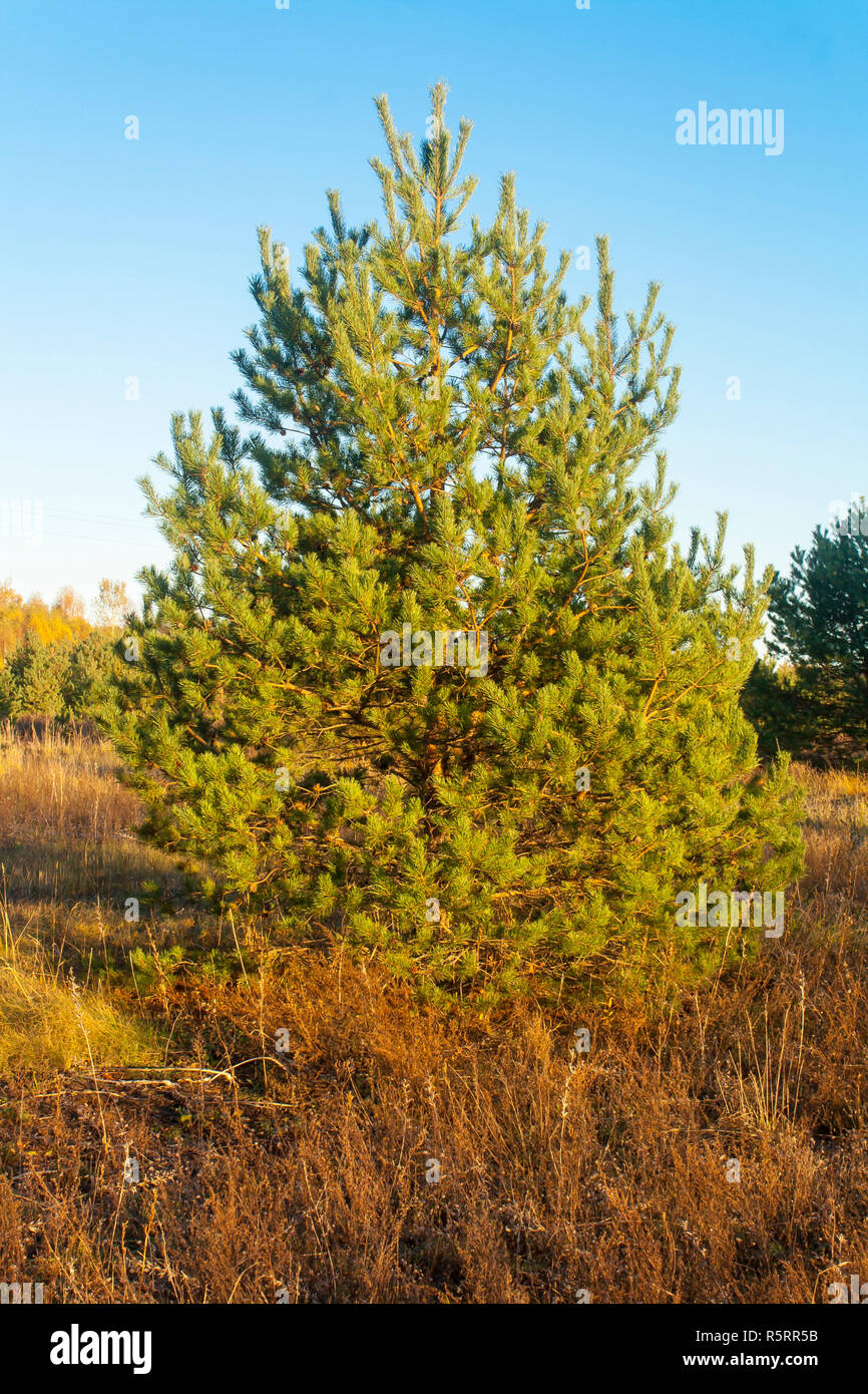 Lonely small fir tree hi-res stock photography and images - Alamy