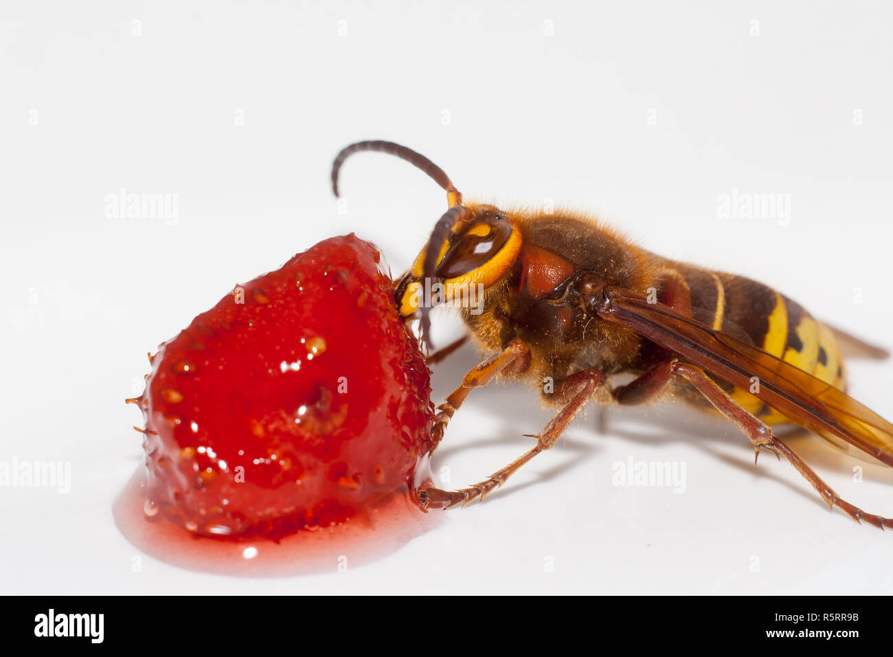 big hornet vespa mandarinia eating strawberry on white background Stock Photo