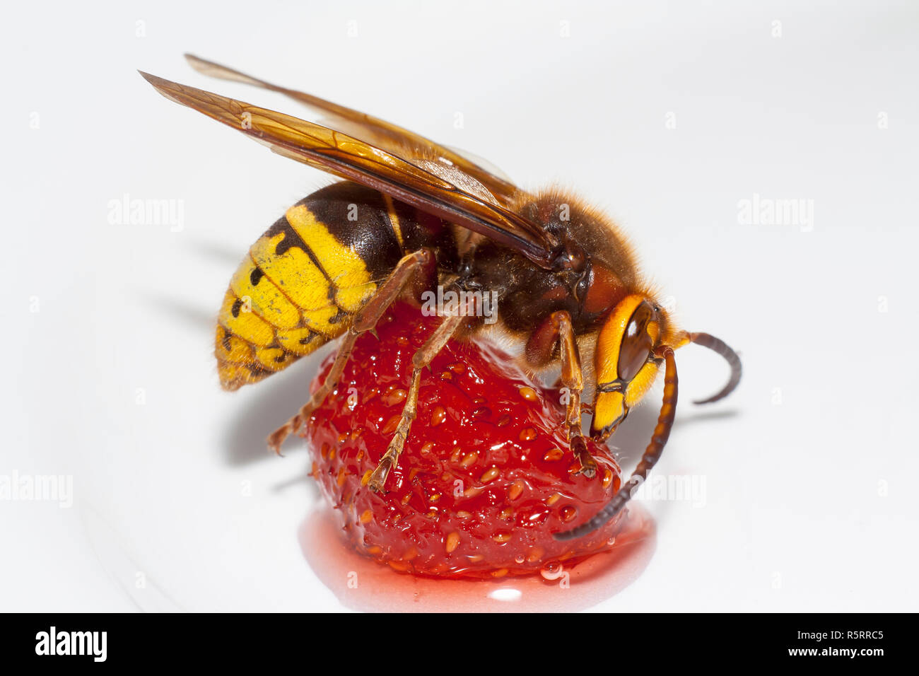big hornet vespa mandarinia eating strawberry on white background Stock Photo