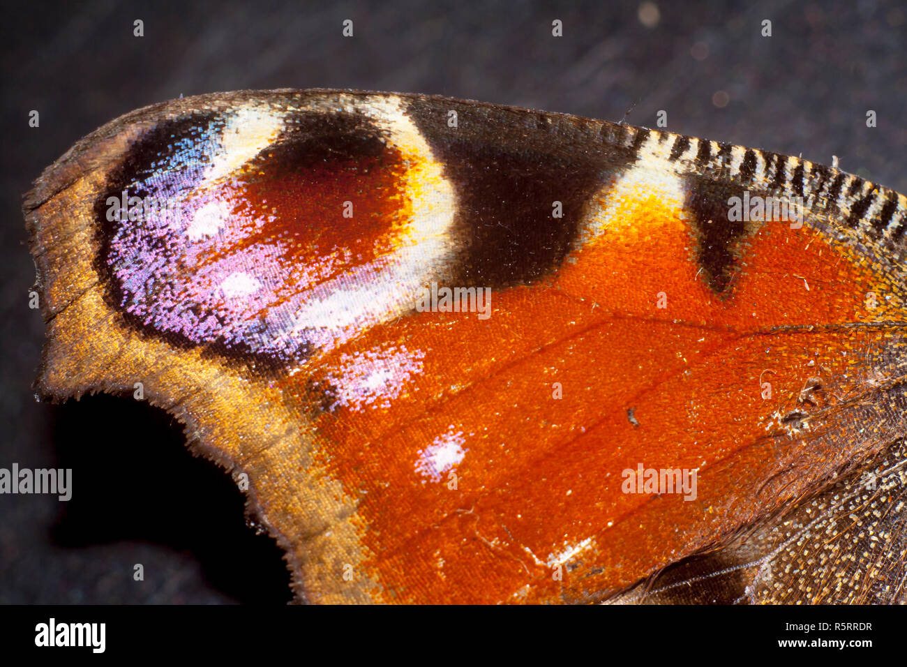 wing of great peacock moth extreme closeup Stock Photo