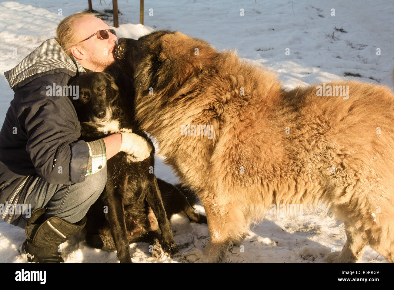 two big dogs kiss their owner Stock Photo Alamy
