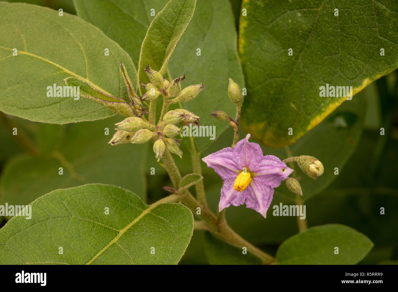 flowering Atropa belladonna, commonly known as belladonna or deadly nightshade, Uganda, Africa Stock Photo
