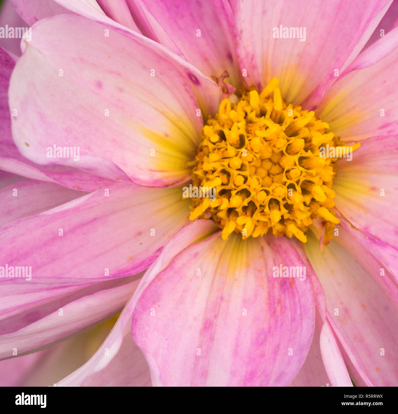 Flower blackbackground hi-res stock photography and images - Alamy