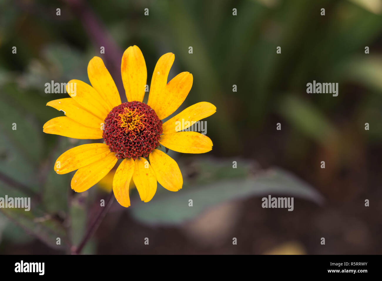 Flower blackbackground hi-res stock photography and images - Alamy