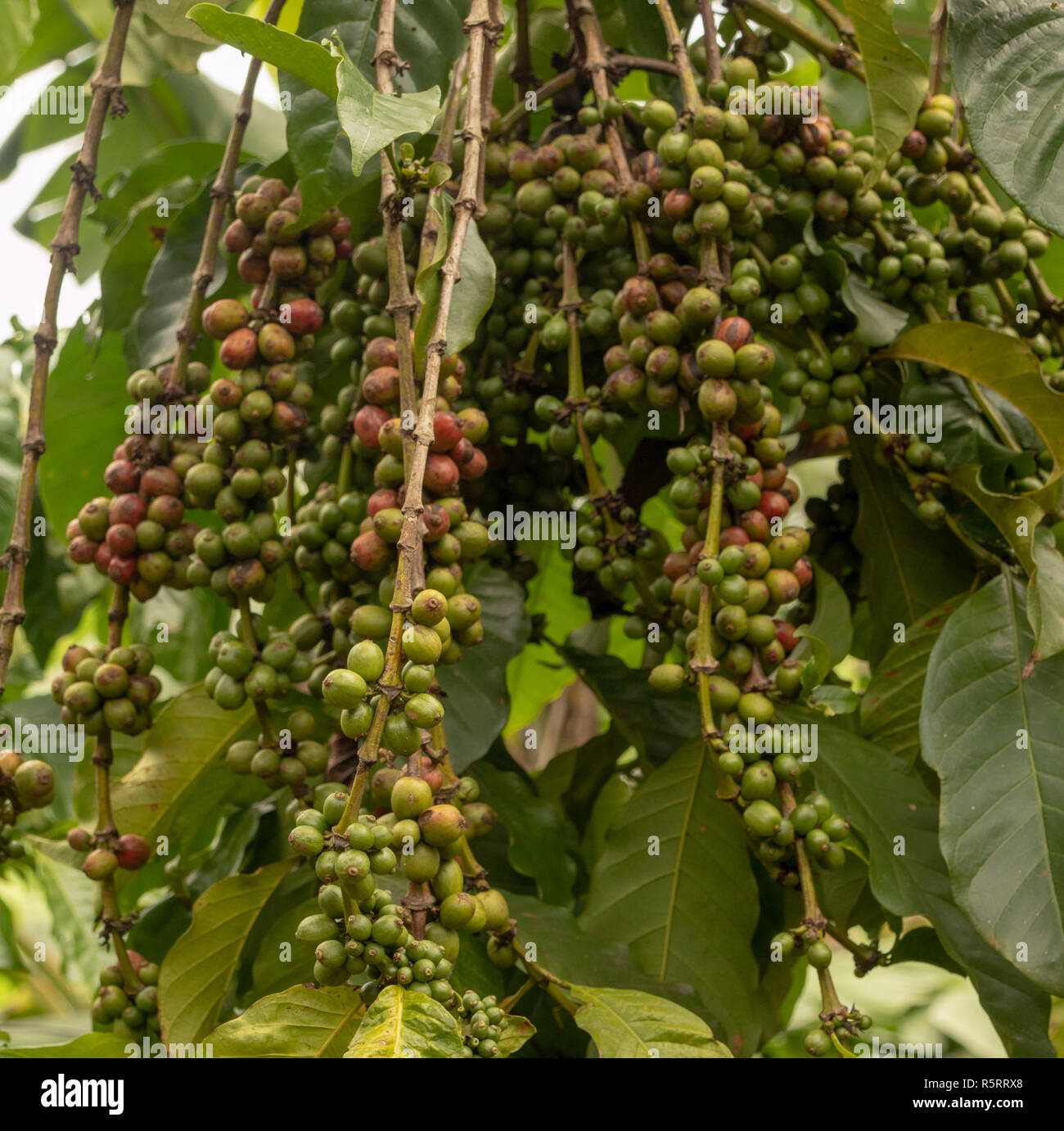 Robusta coffee beans growing on tree, Bogodi, Uganda, Africa Stock Photo