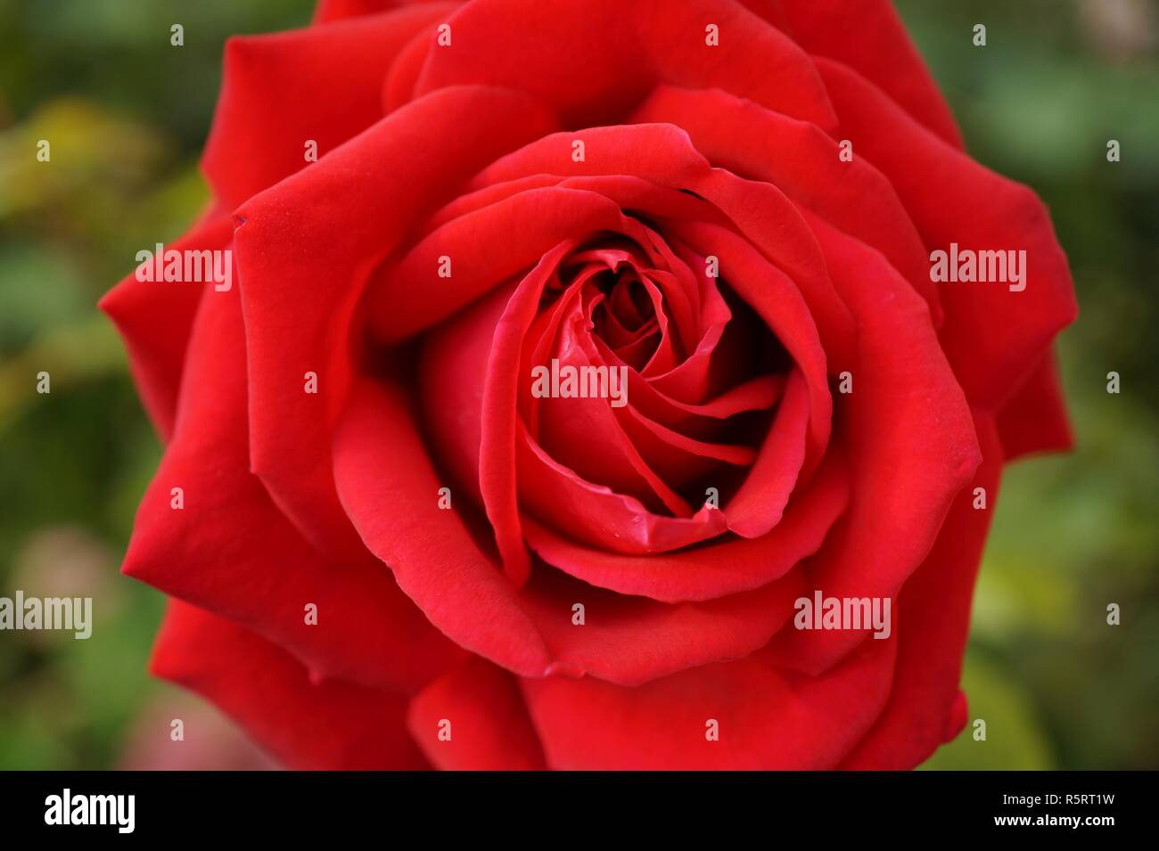 red rosewith green Stock Photo