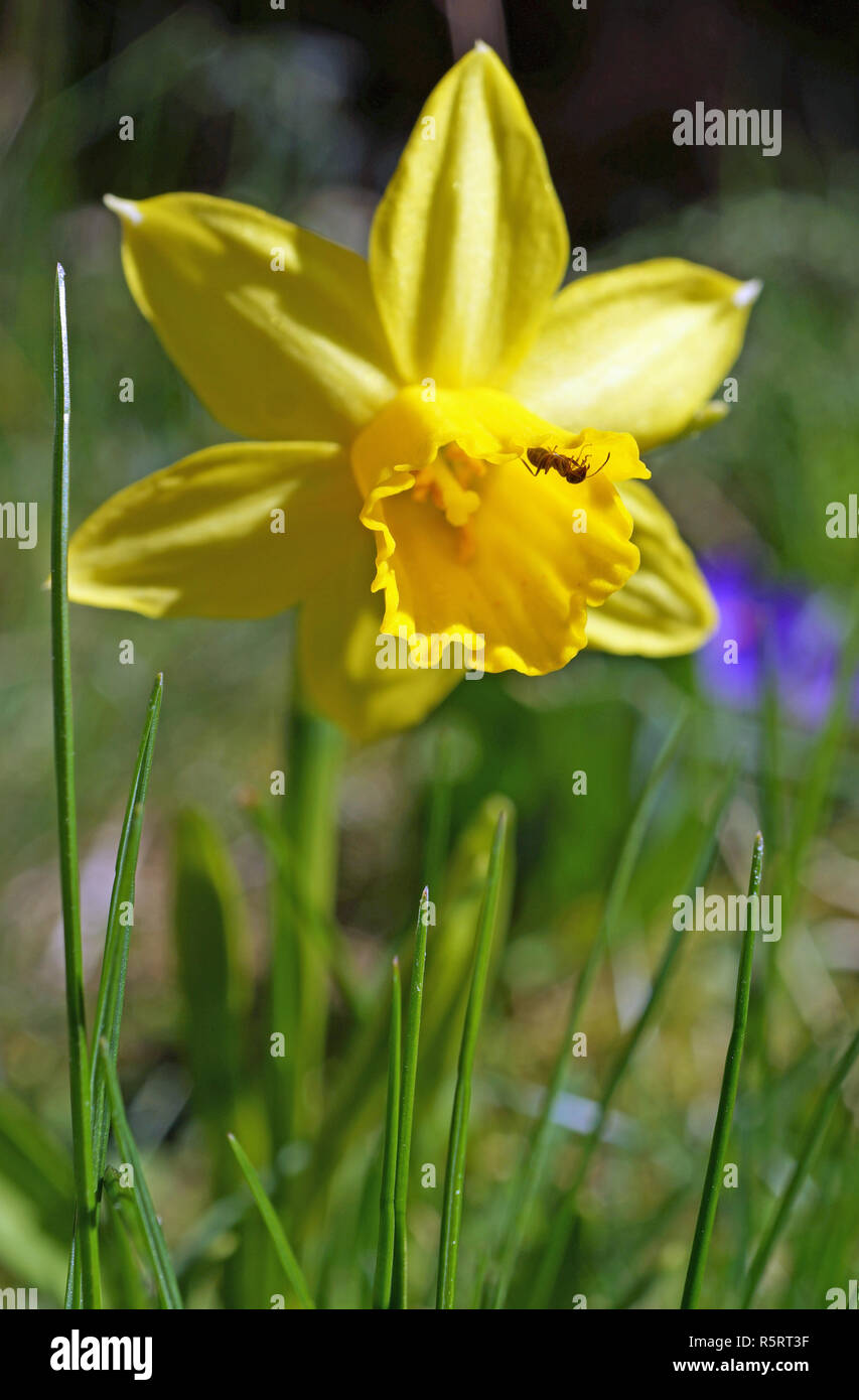 easter bell with ants Stock Photo Alamy