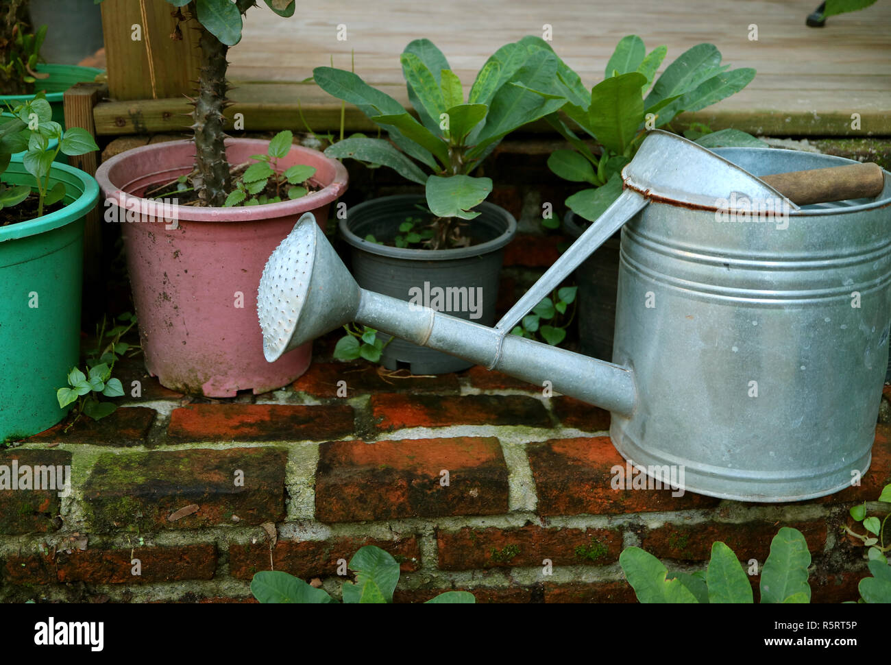 Galvanised watering can and many of green plants in the planters Stock