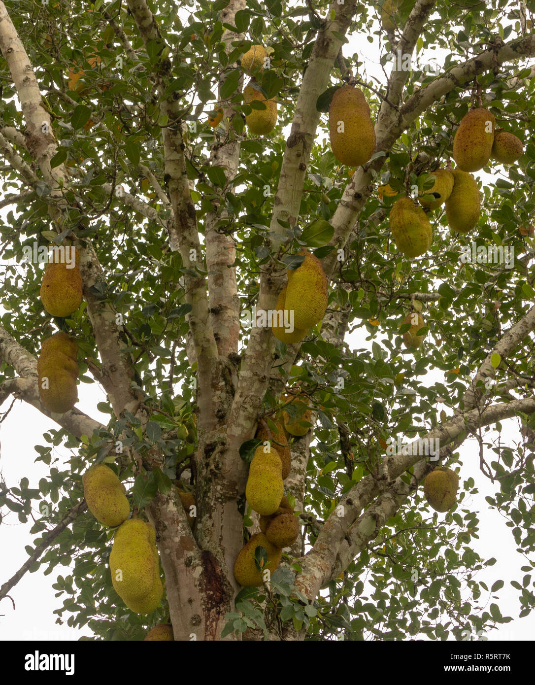 The durian plant and fruit hanging on a branch, Bogodi, Uganda, Africa Stock Photo