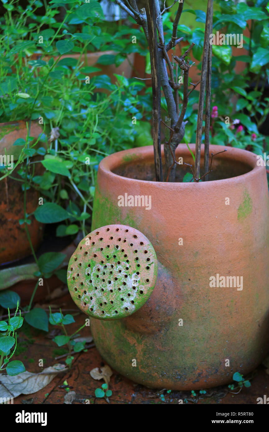 Watering can shaped terracotta planter among vibrant green foliage