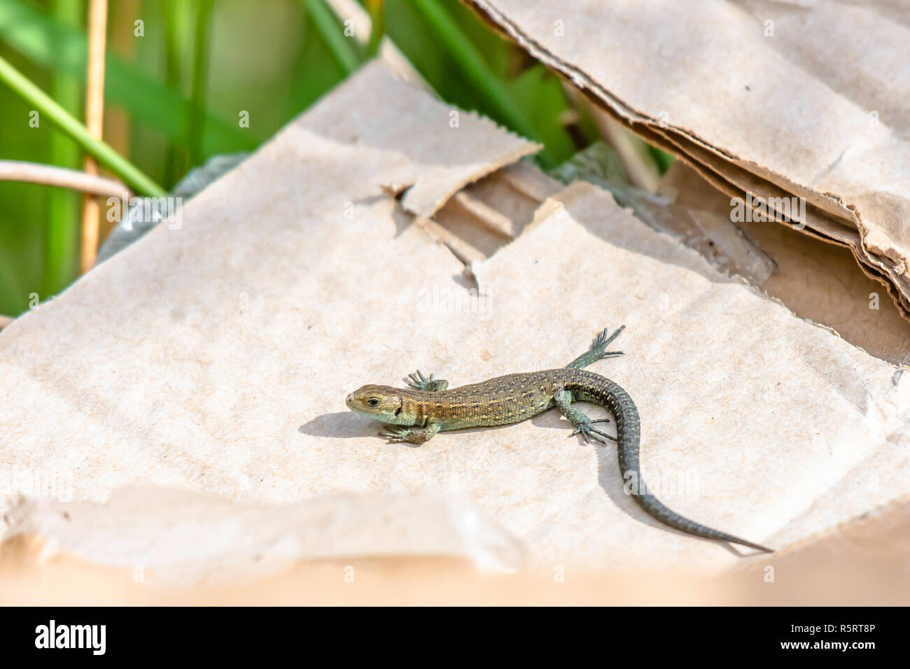 Common lizard basking on piece of cardboard dumped by careless people in national park area,Uk.Devastating impact of human on nature.Flytipping. Stock Photo