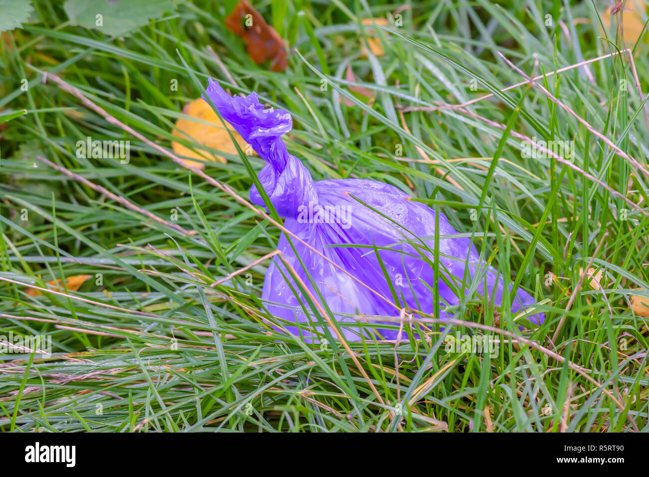 Plastic pollution, degradation of natural environment.Plastic bag containing dog fouling  left by careless dog owner on forest floor. Stock Photo