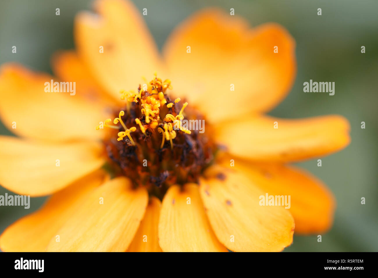 Yellow flowers macro hi-res stock photography and images - Alamy