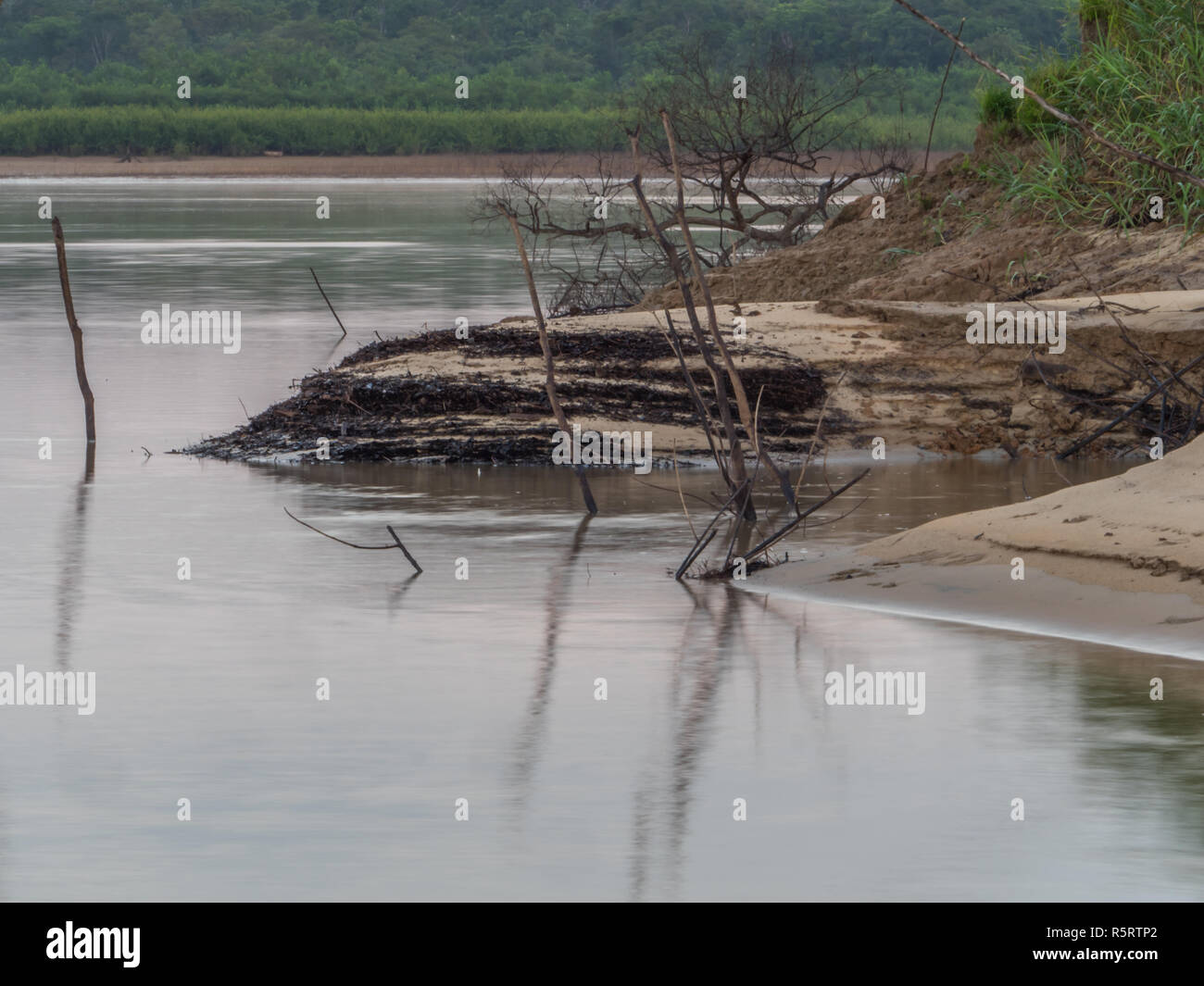 Bank of the Amazon river during the low water season. Amazonia. Jungle