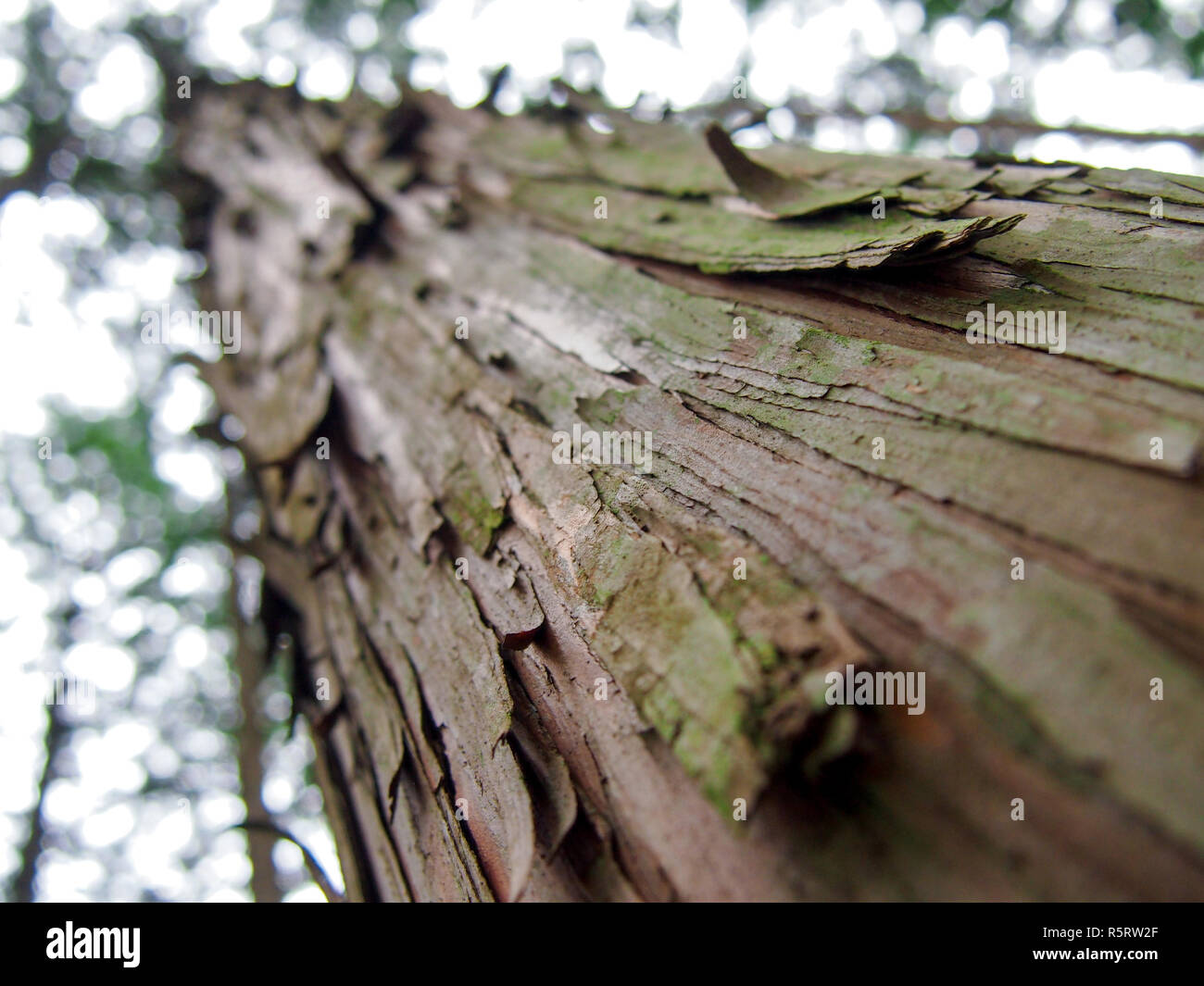 World Heritage Forest Kumano Kodo in Japan in May Stock Photo - Alamy