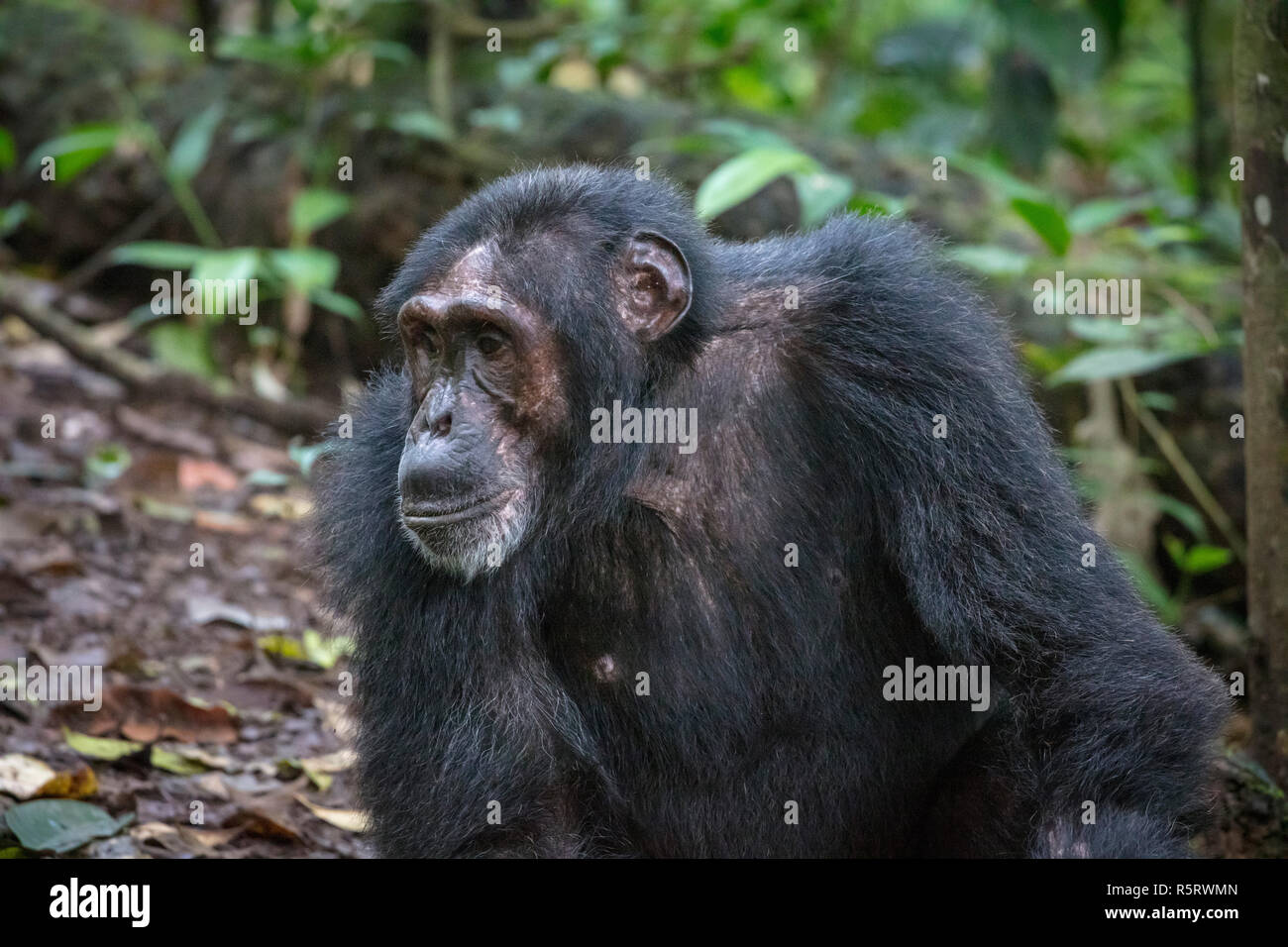 close up of old Chimpanzee at Kibale National Forest, Uganda Stock Photo