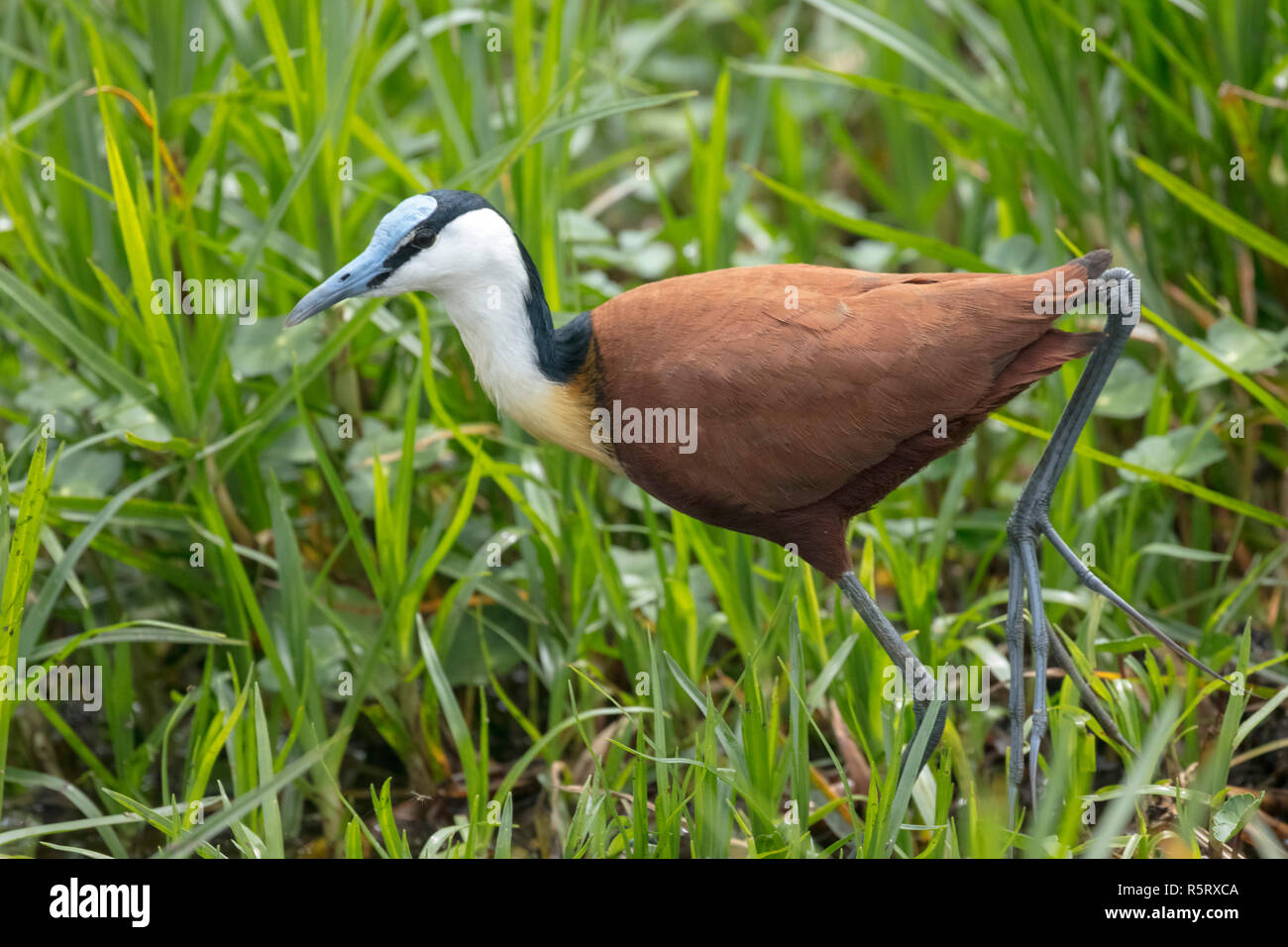 The African jacana (Actophilornis africanus) in the swamps of Mabamba, Lake Victoria, Uganda Stock Photo