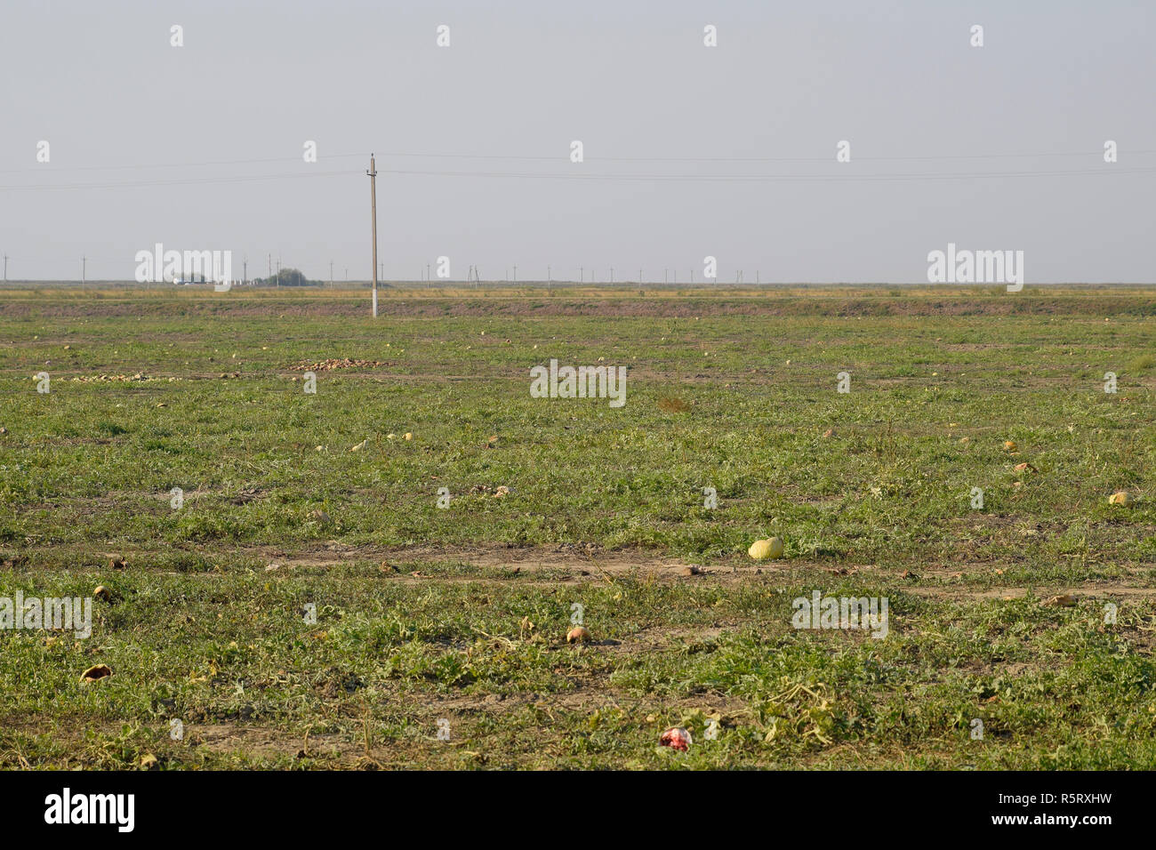 An abandoned field of watermelons and melons. Rotten watermelons. Remains of the harvest of melons. Rotting vegetables on the field. Stock Photo
