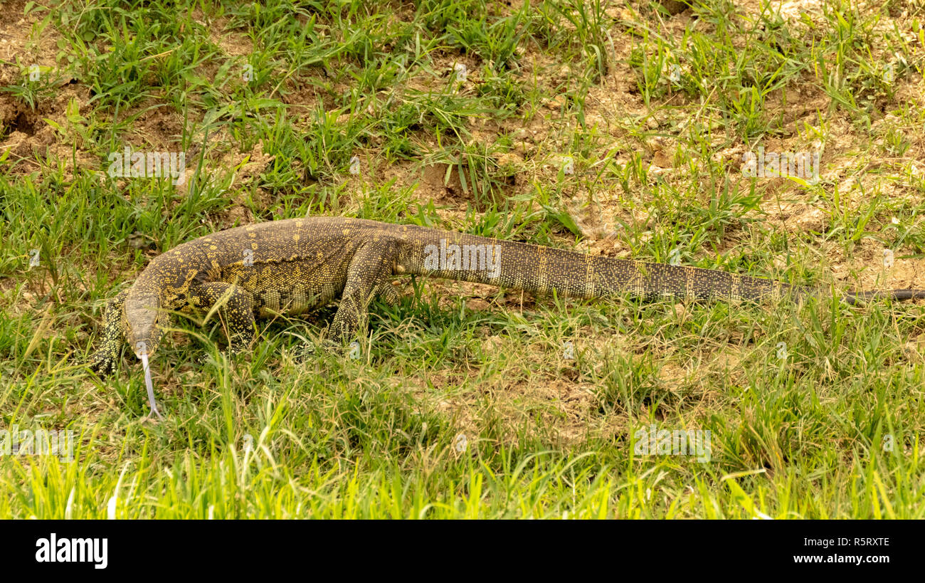 The Nile monitor lizard (Varanus niloticus), at Kazinga Channel. Queen Elizabeth National Park, Uganda, East Africa Stock Photo