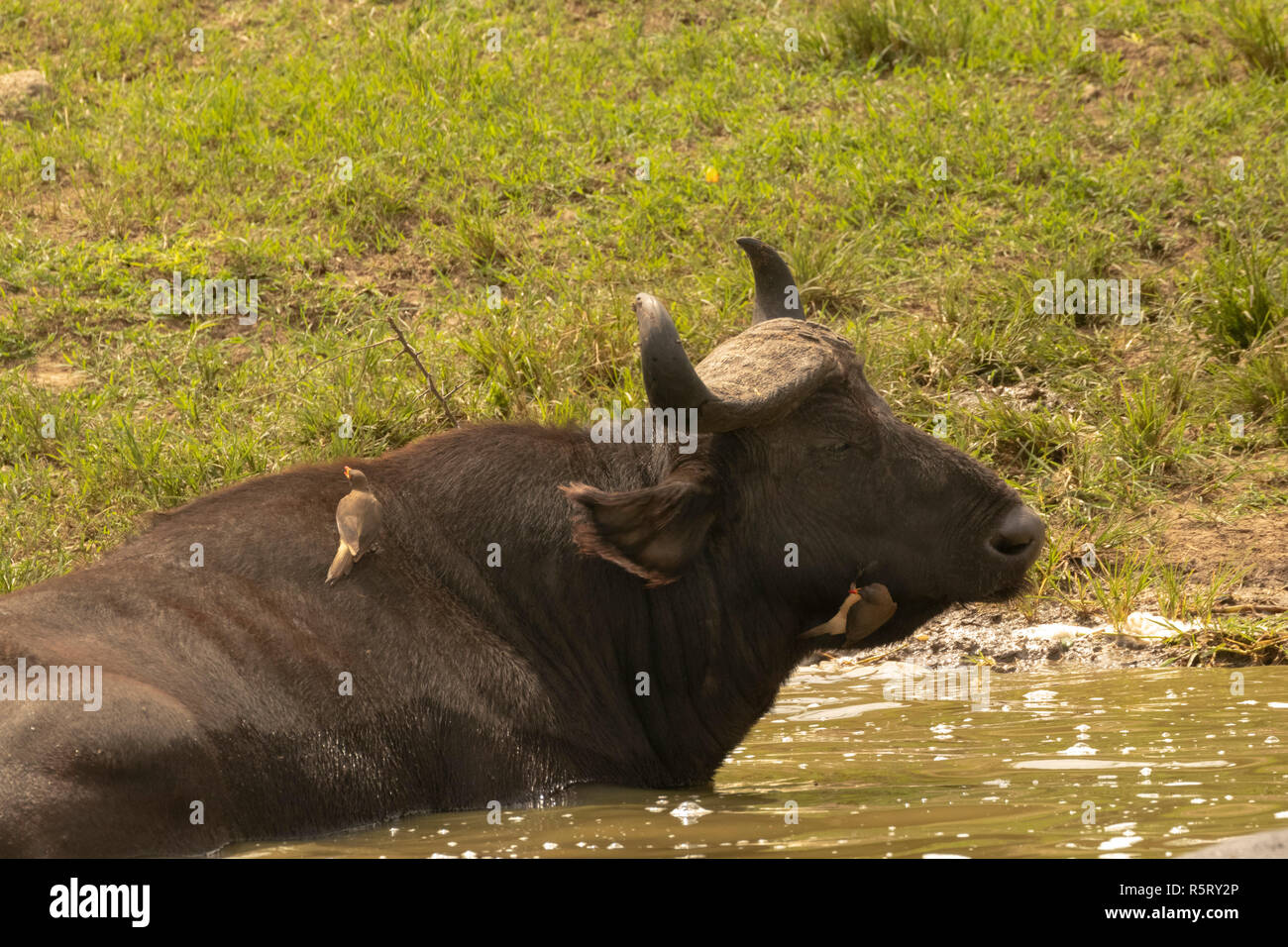 African or Cape buffalo (Syncerus caffer) with yellow-billed oxpecker (Buphagus africanus),  Kazinga Channel. Queen Elizabeth National Park, Uganda Stock Photo