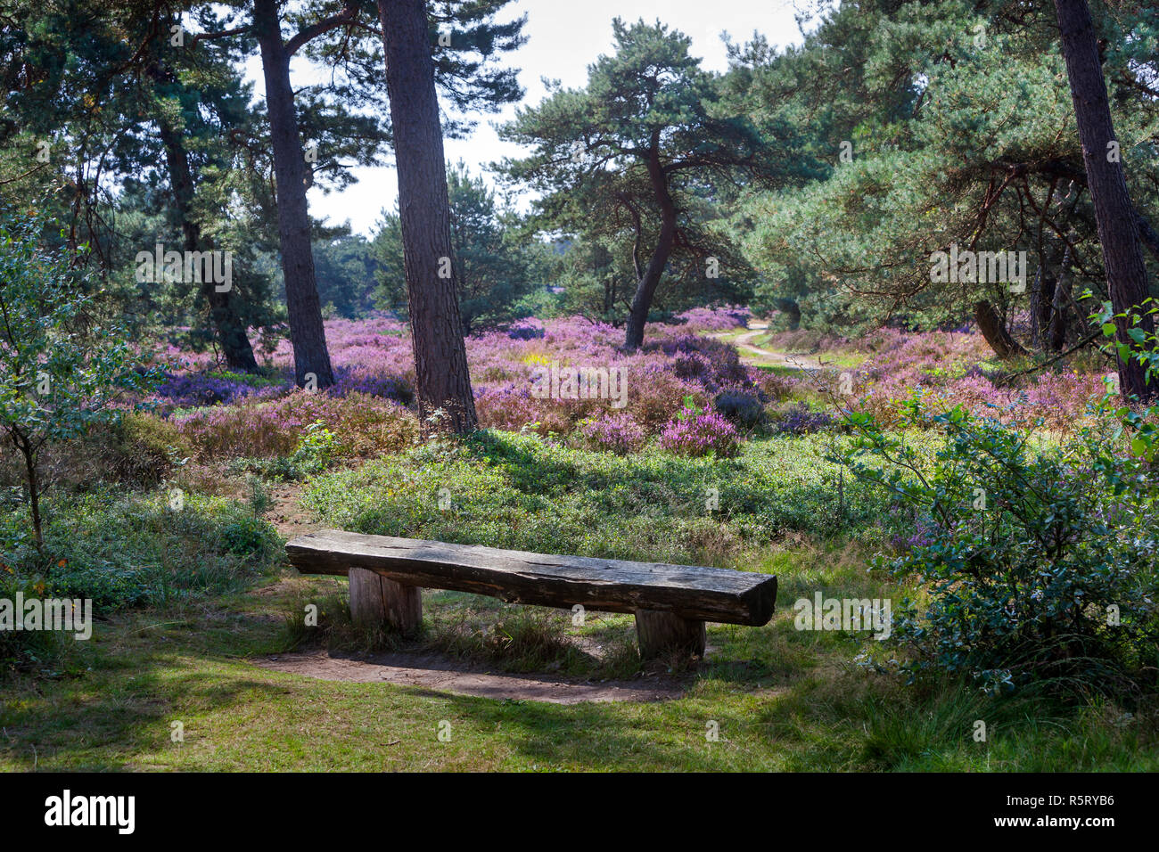 Bench on an idyllic place in a heather landscape Stock Photo - Alamy